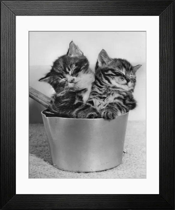 Framed Print : Two tabby kittens asleep in a saucepan Framed Print : Two tabby kittens asleep in a saucepan