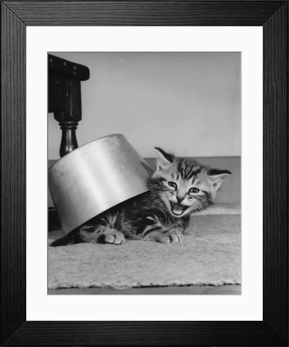 Framed Print : Tabby kitten under a saucepan Framed Print : Tabby kitten under a saucepan