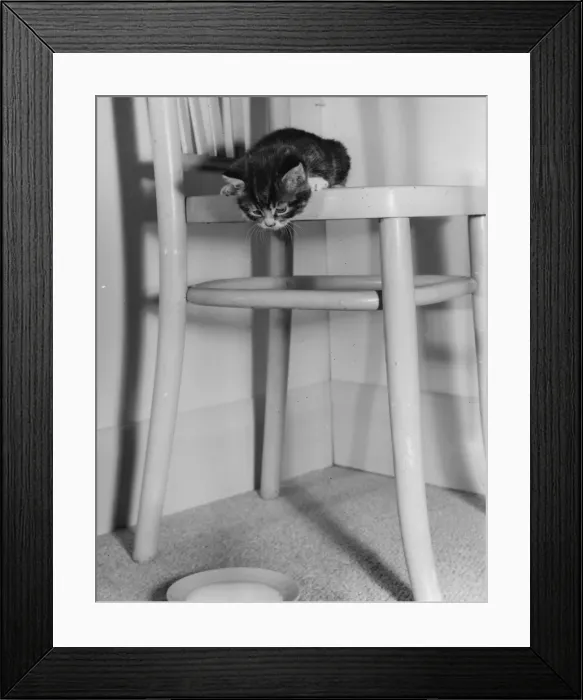 Framed Print : Tabby kitten looking down at a saucer of milk Framed Print : Tabby kitten looking down at a saucer of milk