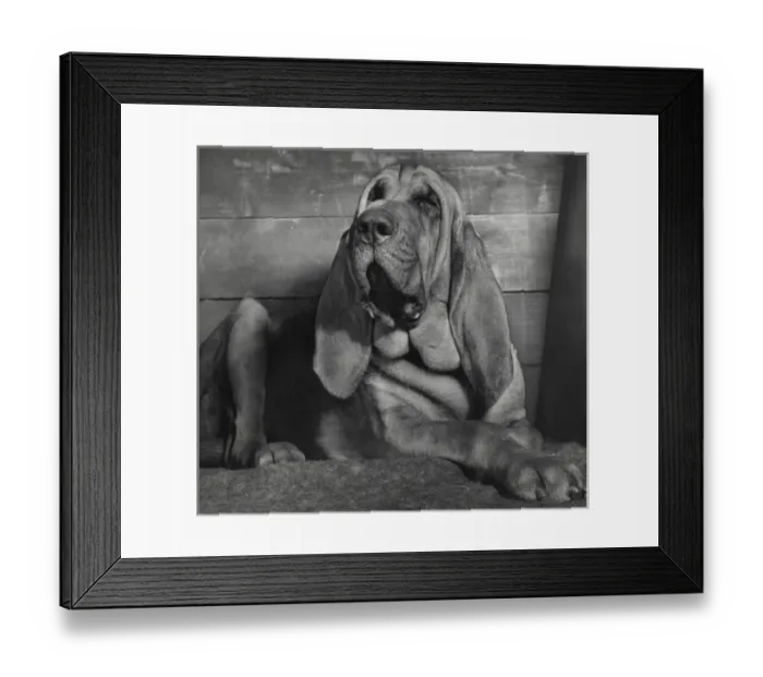 Framed Print : Bloodhound looking sleepy Framed Print : Bloodhound looking sleepy