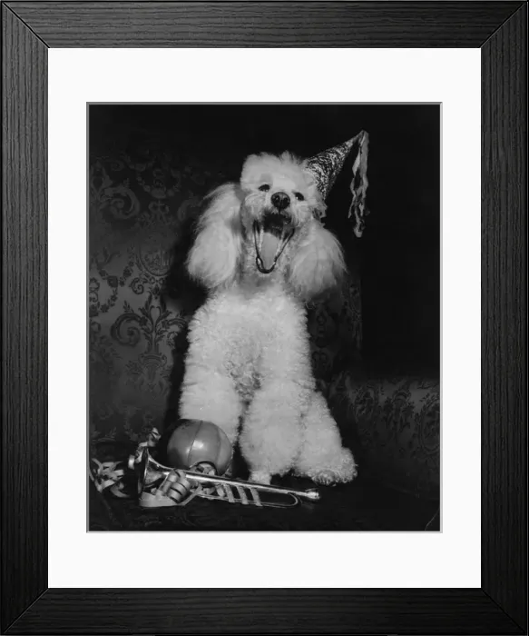 Framed Print : White poodle in a party hat Framed Print : White poodle in a party hat