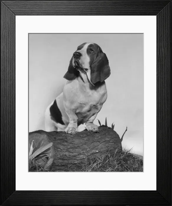 Framed Print : Basset hound on a log Framed Print : Basset hound on a log