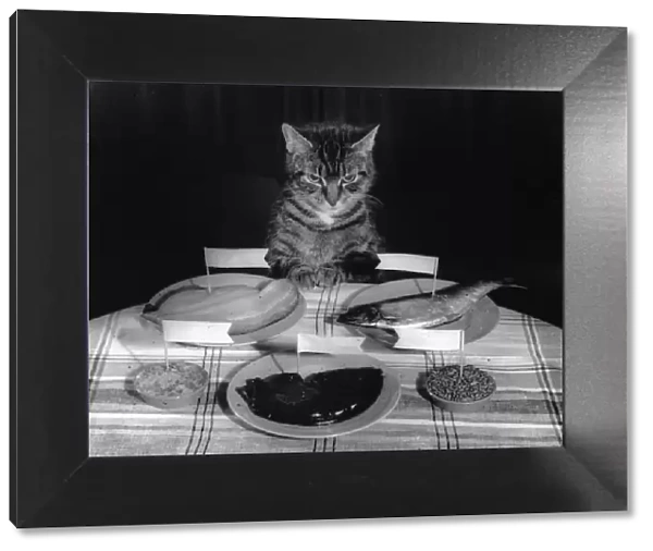 Tabby cat sitting at a table