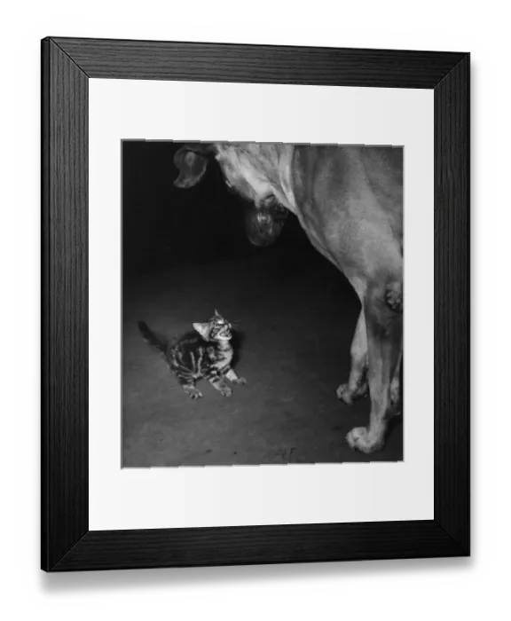 Framed Print : Small tabby kitten challenges big dog Framed Print : Small tabby kitten challenges big dog