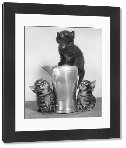 Three kittens and a metal jug