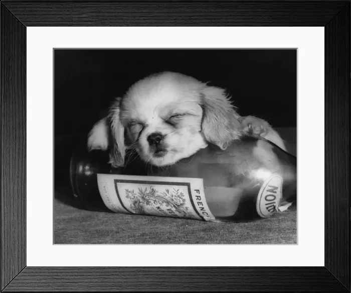 Framed Print : Cavalier King Charles spaniel puppy with bottle