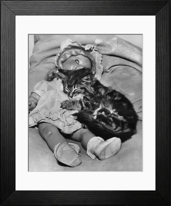 Framed Print : Tabby kitten asleep with a doll Framed Print : Tabby kitten asleep with a doll
