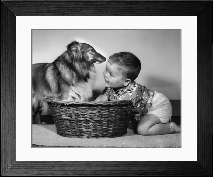 Framed Print : Little boy with Collie dog and basket Framed Print : Little boy with Collie dog and basket