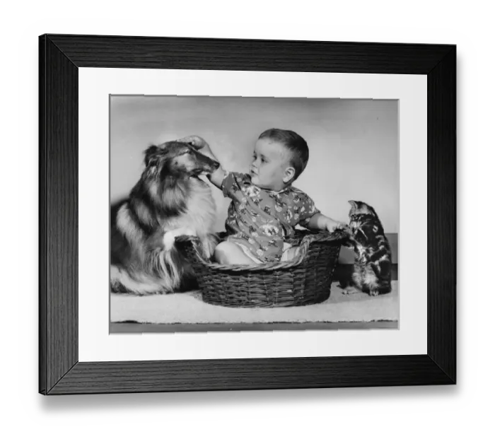 Framed Print : Little boy with Collie dog and tabby kitten Framed Print : Little boy with Collie dog and tabby kitten