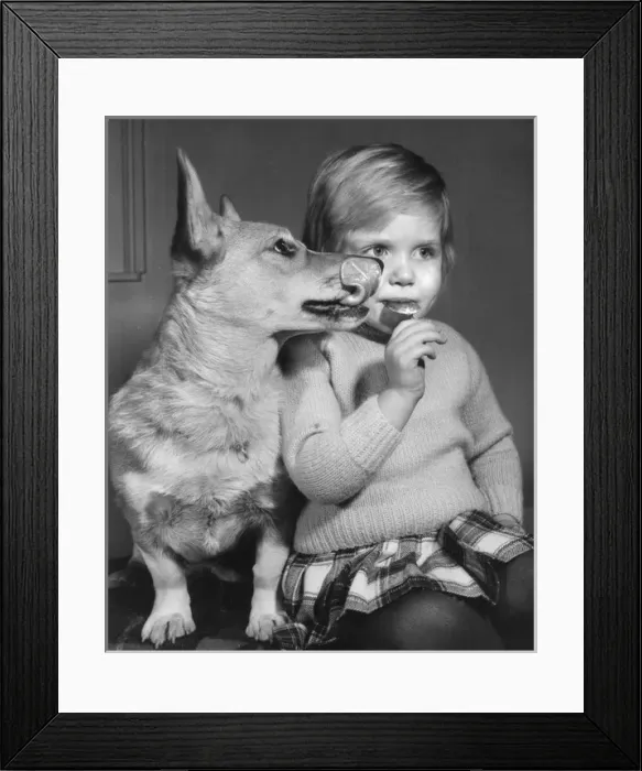 Framed Print : Little girl with Corgi dog Framed Print : Little girl with Corgi dog
