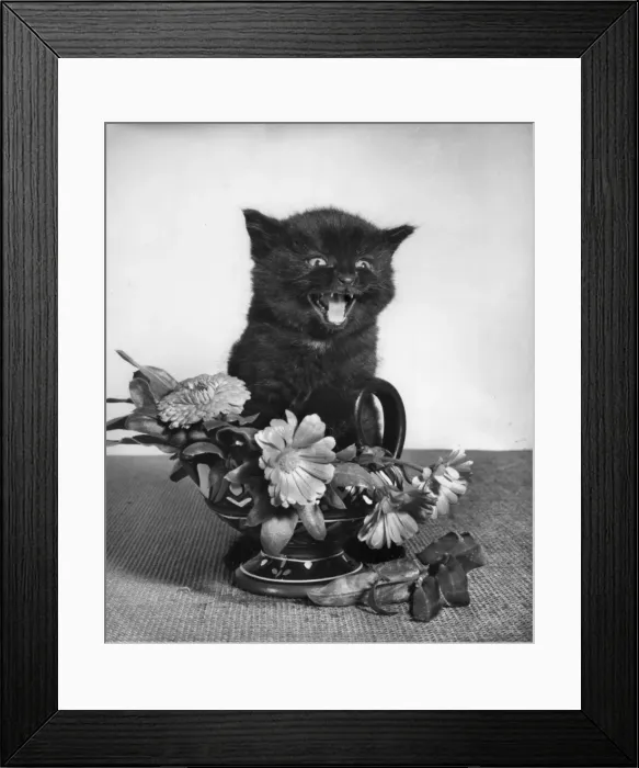 Framed Print : Black kitten with vase of flowers Framed Print : Black kitten with vase of flowers
