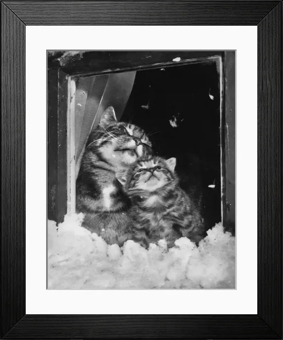 Framed Print : Tabby cat and kitten look out at the snow Framed Print : Tabby cat and kitten look out at the snow