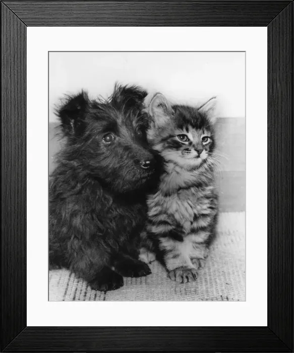 Framed Print : Scots terrier puppy and tabby kitten Framed Print : Scots terrier puppy and tabby kitten