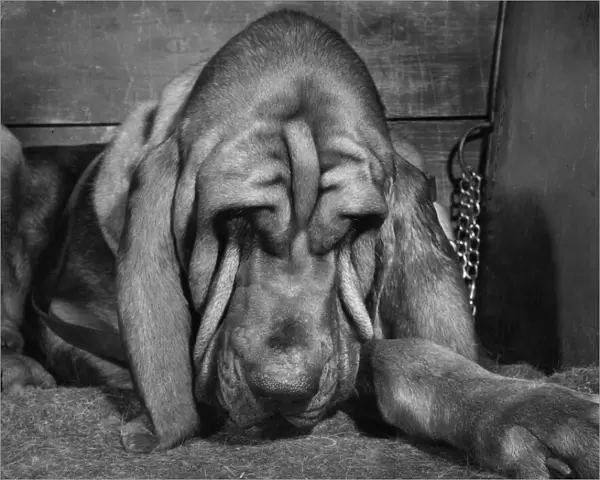 Bloodhound looking sleepy