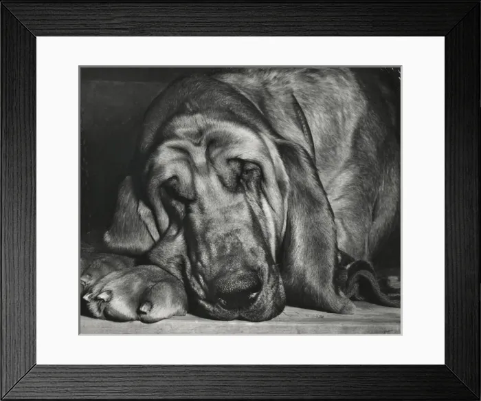 Framed Print : Bloodhound looking sleepy Framed Print : Bloodhound looking sleepy
