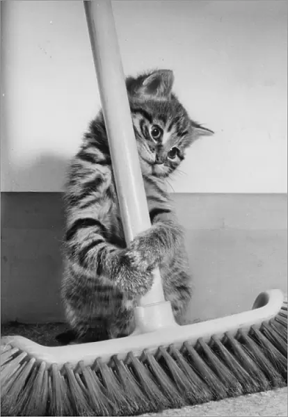 Tabby kitten and sweeping brush