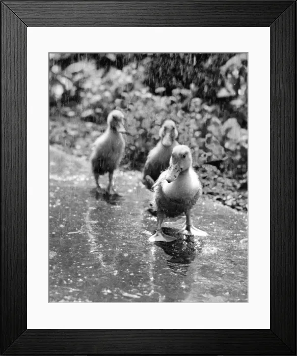 Framed Print : Three ducklings on a wet path Framed Print : Three ducklings on a wet path