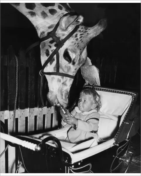 Giraffe, parrot and baby in pram