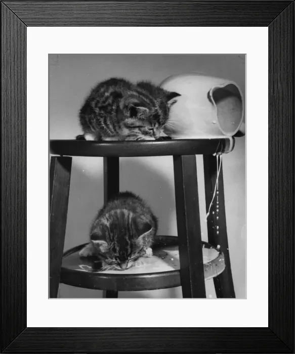 Framed Print : Two tabby kittens with jug of spilt milk Framed Print : Two tabby kittens with jug of spilt milk