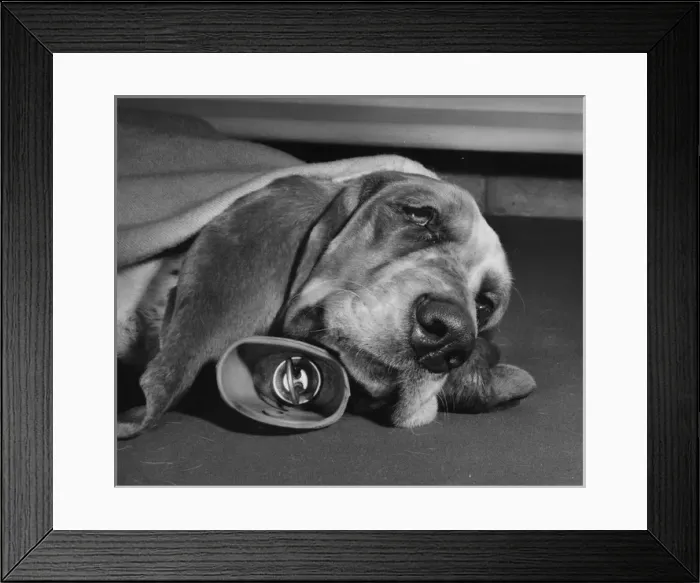 Framed Print : Basset hound with hot water bottle