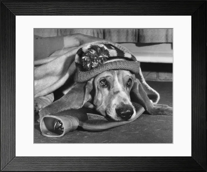 Framed Print : Basset hound with woolly hat and hot water bottle
