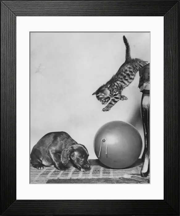 Framed Print : Tabby kitten, puppy and balloon Framed Print : Tabby kitten, puppy and balloon