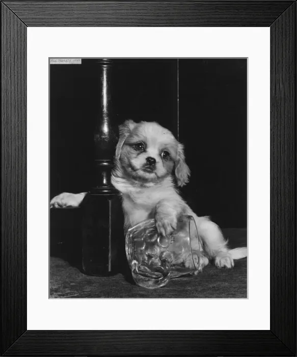 Framed Print : Cavalier King Charles spaniel puppy with beerglass Framed Print : Cavalier King Charles spaniel puppy with beerglass