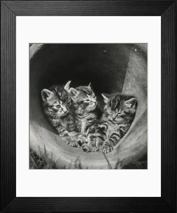 Framed Print : Three tabby kittens in a plantpot Framed Print : Three tabby kittens in a plantpot