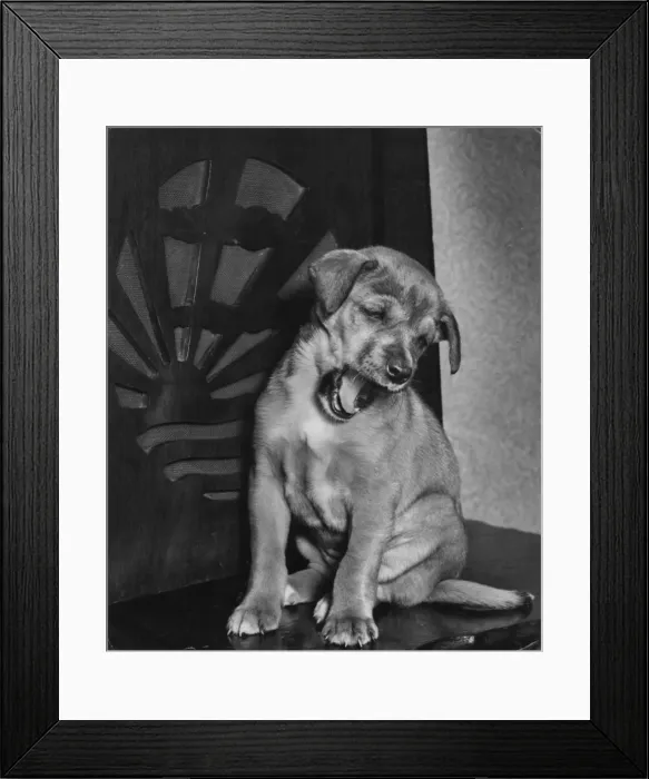 Framed Print : Puppy yawning by radio Framed Print : Puppy yawning by radio