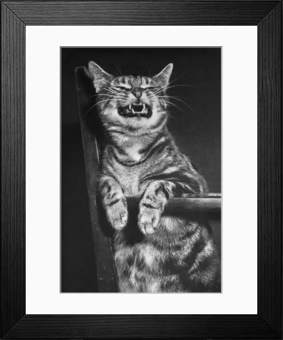 Framed Print : Tabby cat on a chair, looking fierce Framed Print : Tabby cat on a chair, looking fierce