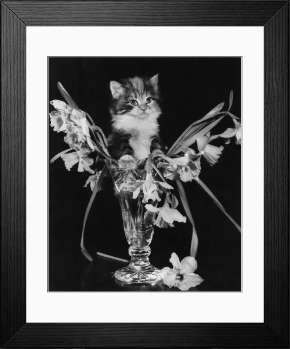 Framed Print : Kitten with vase of daffodils Framed Print : Kitten with vase of daffodils
