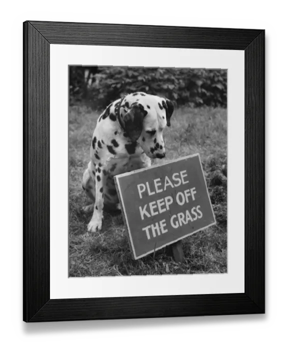 Framed Print : Dalmatian with Keep Off The Grass sign Framed Print : Dalmatian with Keep Off The Grass sign