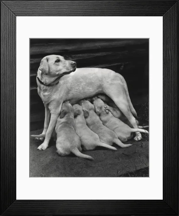 Framed Print : Golden Retriever with five puppies Framed Print : Golden Retriever with five puppies