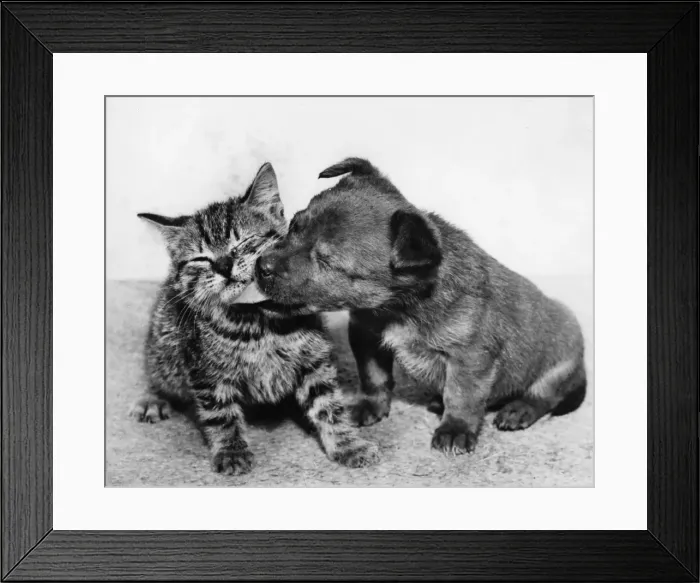 Framed Print : Small puppy licking tabby kitten Framed Print : Small puppy licking tabby kitten