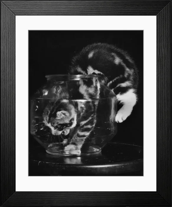 Framed Print : Kitten explores empty fishbowl Framed Print : Kitten explores empty fishbowl