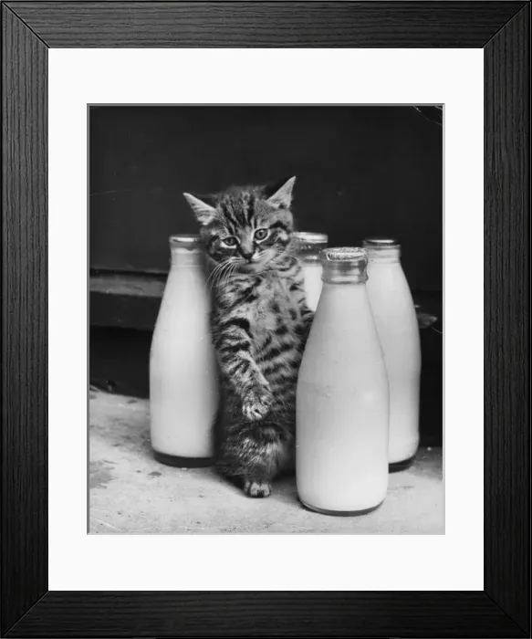 Framed Print : Tabby kitten with four pints of milk Framed Print : Tabby kitten with four pints of milk