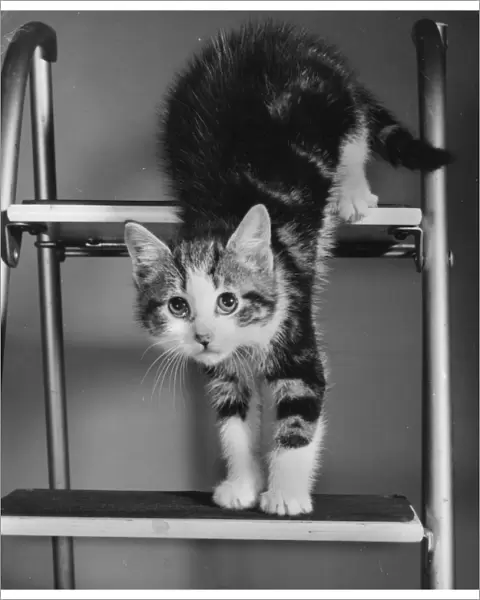 Tabby and white kitten on a stepladder