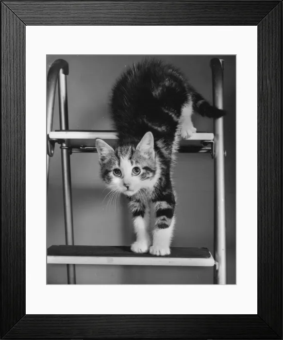 Framed Print : Tabby and white kitten on a stepladder