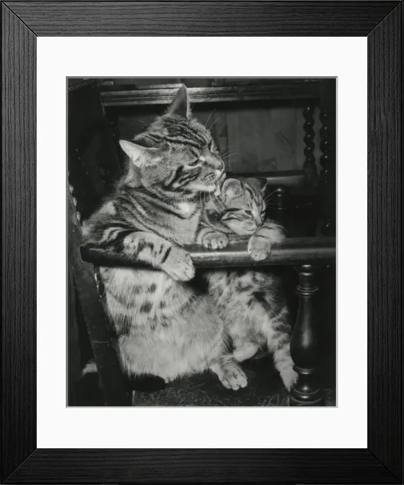 Framed Print : Tabby cat and kitten on a chair Framed Print : Tabby cat and kitten on a chair