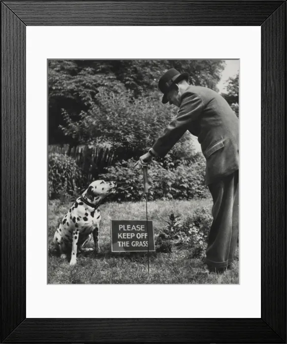 Framed Print : Dalmatian with man and warning sign Framed Print : Dalmatian with man and warning sign