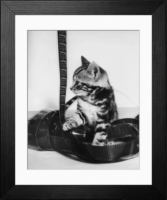 Framed Print : Tabby kitten with roll of celluloid film Framed Print : Tabby kitten with roll of celluloid film