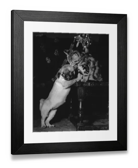 Framed Print : Dog and kitten under the mistletoe Framed Print : Dog and kitten under the mistletoe