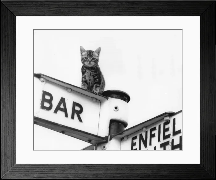 Framed Print : Tabby kitten on top of a signpost Framed Print : Tabby kitten on top of a signpost