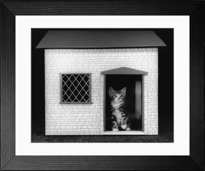 Framed Print : Kitten in a dolls house Framed Print : Kitten in a dolls house