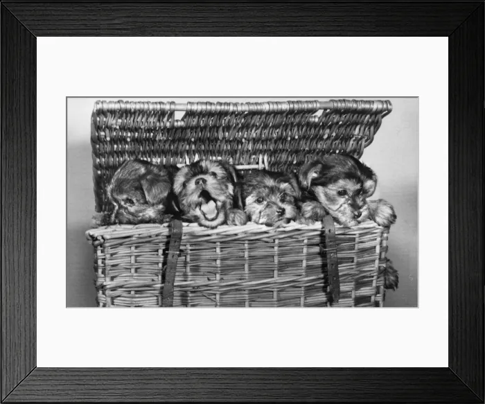 Framed Print : Four puppies in a basket Framed Print : Four puppies in a basket