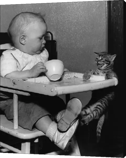 Baby in highchair with kitten