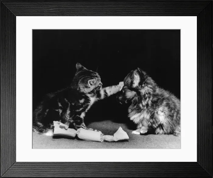 Framed Print : Kitten and puppy with Christmas cracker Framed Print : Kitten and puppy with Christmas cracker