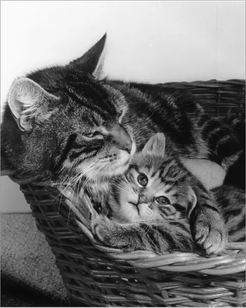 Tabby cat and kitten in basket