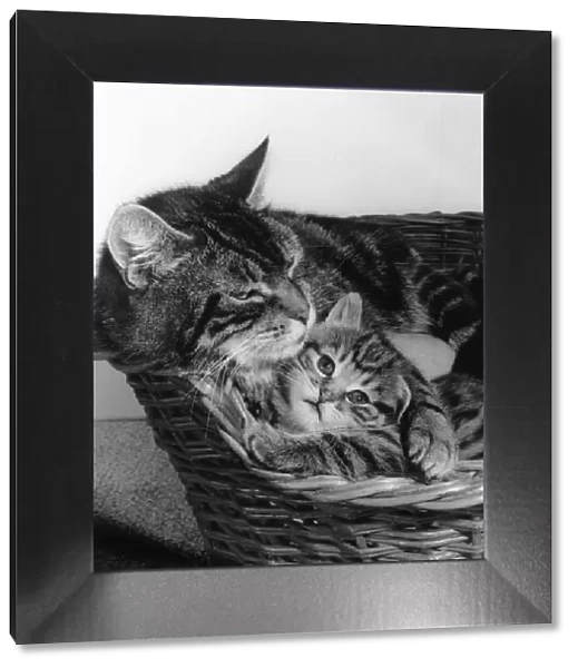Tabby cat and kitten in basket