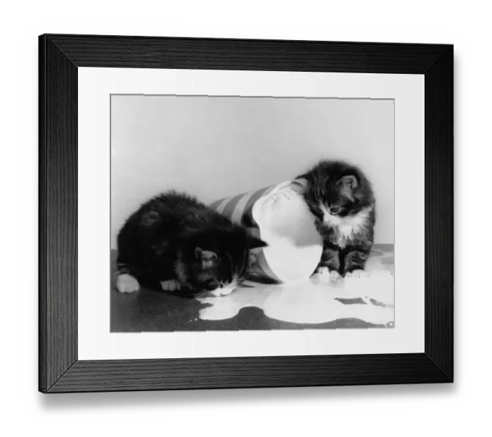 Framed Print : Two kittens with jug of spilt milk Framed Print : Two kittens with jug of spilt milk